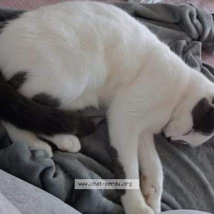 Photo de chat perdu à Strasbourg
