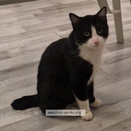 Photo 1/1 Chat retrouvé Perdu à Marseille