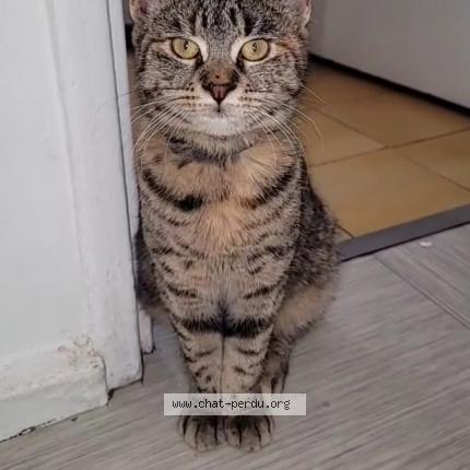 Photo de chat trouvé à Blanc Mesnil