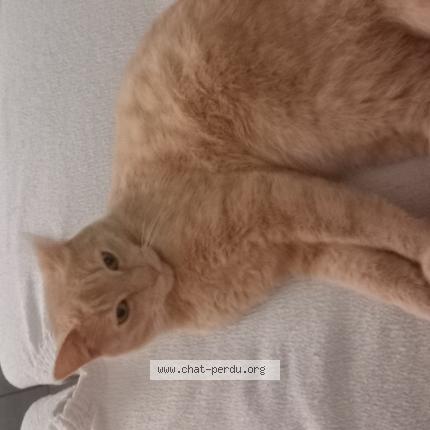 Photo de chat perdu à Gestel