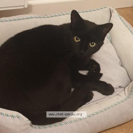 Photo de chat perdu à Grenoble