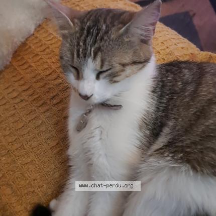 Photo de chat perdu à Montauban