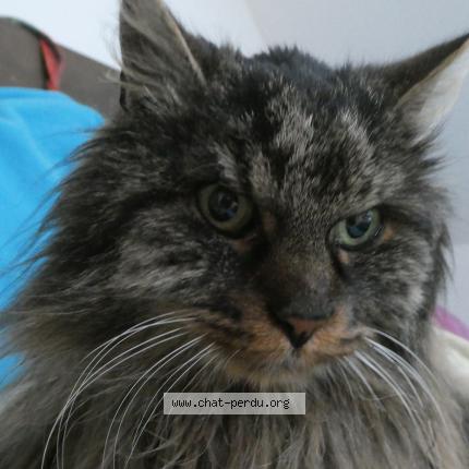Photo 1/1 Chat retrouvé Trouvé à Bourbach Le Haut