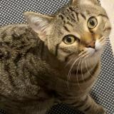 Photo de chat perdu à Plaisir