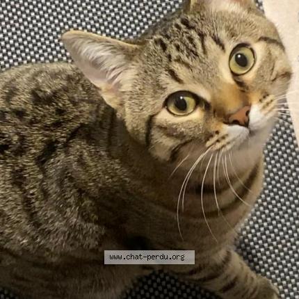Photo 1/1 Chat retrouvé Perdu à Plaisir