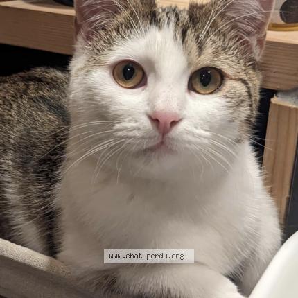 Photo de chat perdu à Denain