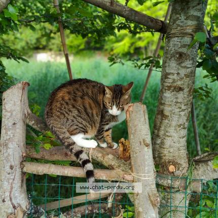 Photo de chat perdu à Sainte Anne D Auray
