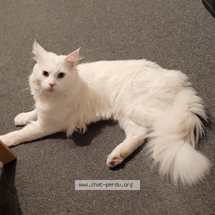 Photo de chat trouvé à Ivry Sur Seine