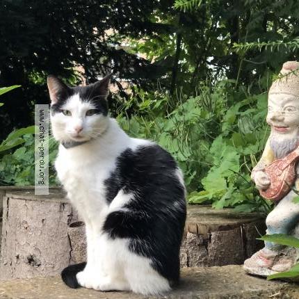 Photo de chat perdu à Duttlenheim