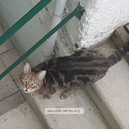 Photo 1/1 Chat retrouvé Perdu à Chalons En Champagne