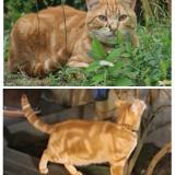 Photo de chat perdu à Argenteuil