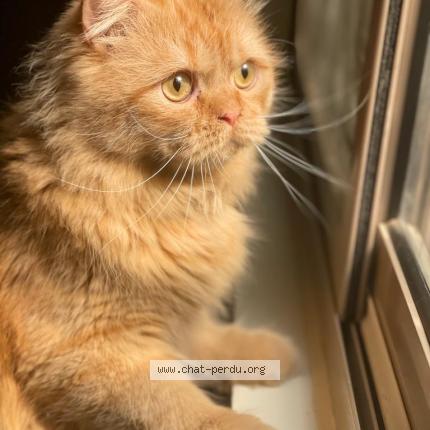 Photo 1/1 Hamasa Chat perdu à Toulouse