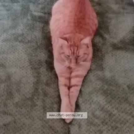 Photo de chat perdu à 57100 Thionville