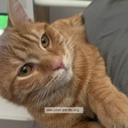 Photo de chat perdu à Evry Courcouronnes