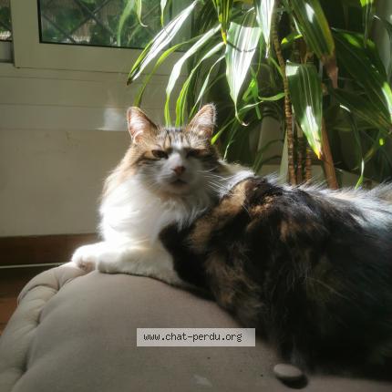 Photo 1/1 Chat retrouvé Perdu à Saint Privat De Vallongue
