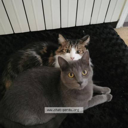 Photo de chat perdu à Saint Privat De Vallongue