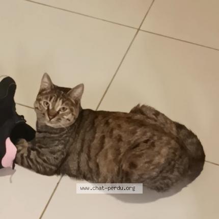 Photo de chat perdu à Lunel Viel