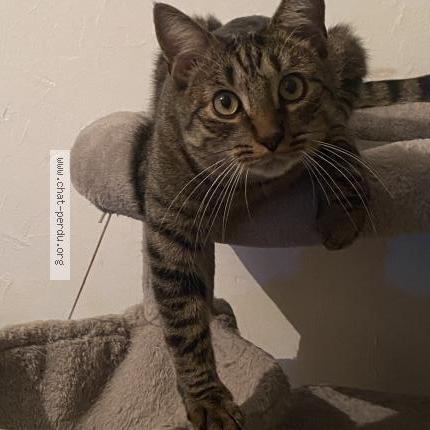 Photo de chat perdu à Gravigny