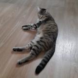 Photo de chat perdu à La Barre De Semilly