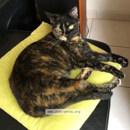 Photo de chat perdu à Noisy Le Grand