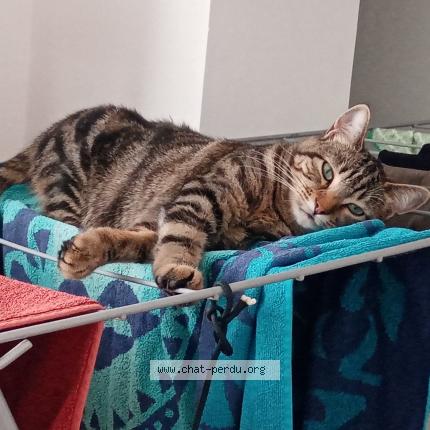 Photo de chat perdu à Cannet Des Maures
