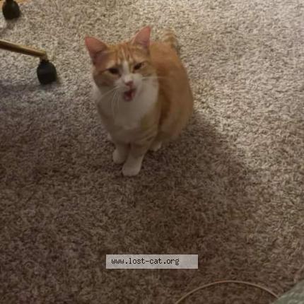 Photo 1/3 Duckie Chat perdu à Guelph