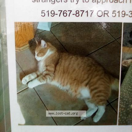 Photo 2/3 Duckie Chat perdu à Guelph