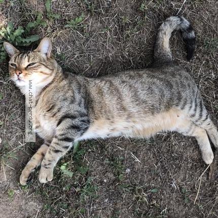 Photo de chat perdu à Montelimar
