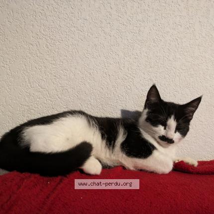 Photo 1/1 Chat retrouvé Perdu à Colomiers