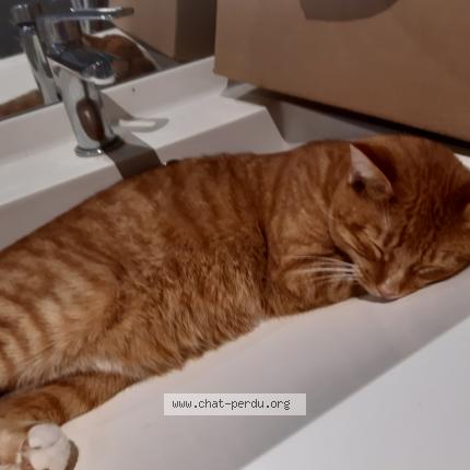 Photo de chat perdu à Chamalieres
