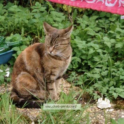 Photo de chat perdu à Vieux Charmont