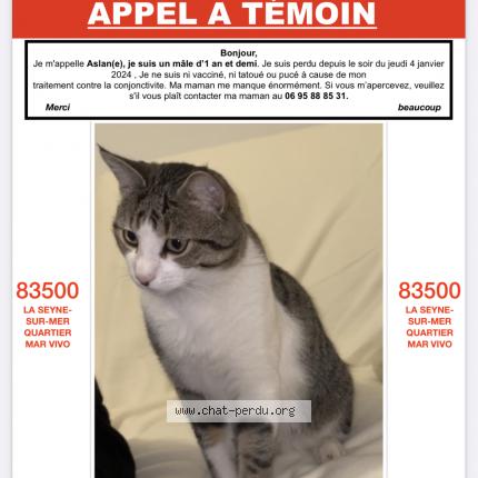 Photo 1/1 Chat retrouvé Perdu à La Seyne Sur Mer