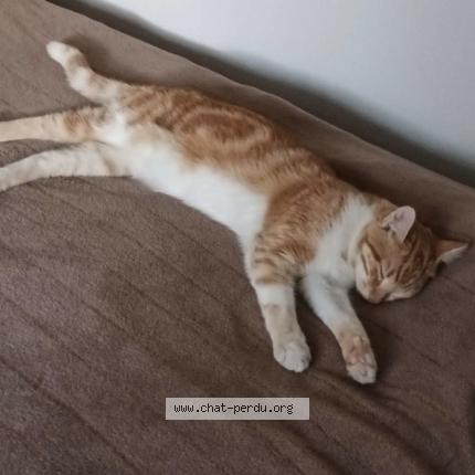 Photo 1/1 Chat retrouvé Perdu à Limoges