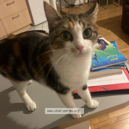 Photo 1/1 Chat retrouvé Perdu à Neuilly Sur Marne