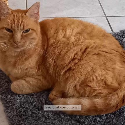 Photo de chat perdu à Fleure