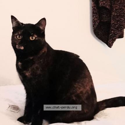 Photo 1/1 Chat retrouvé Perdu à Bagnolet