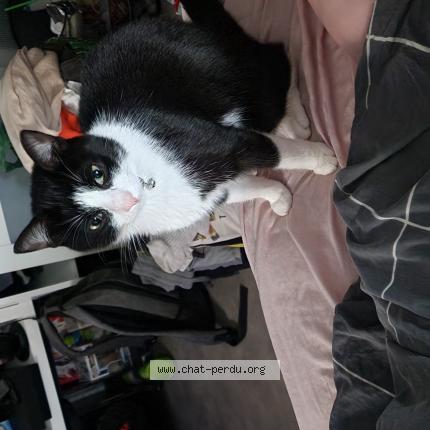 Photo 1/1 Chat retrouvé Perdu à Faches Thumesnil