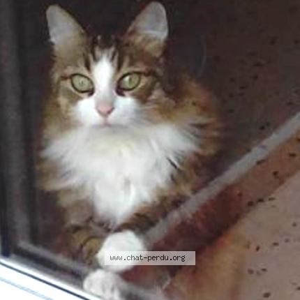 Photo de chat perdu à Beziers