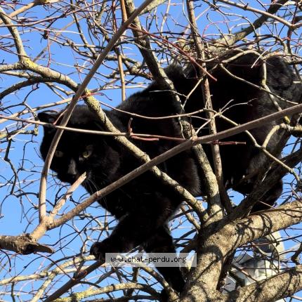 Photo 1/1 Chat retrouvé Perdu à Avrille