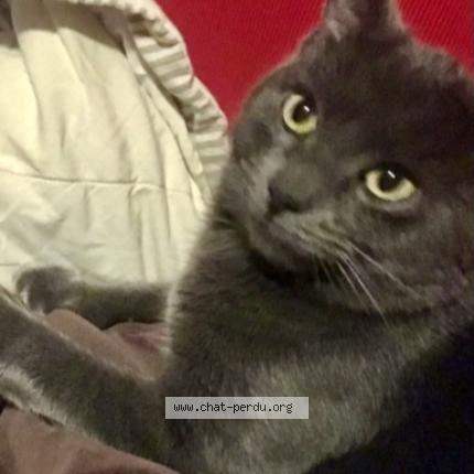 Photo 1/1 Chat retrouvé Perdu à Vaulx milieu