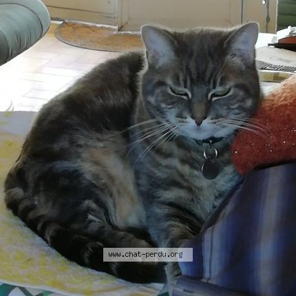 Photo 1/1 Gypsie Chat perdu à Nouziers