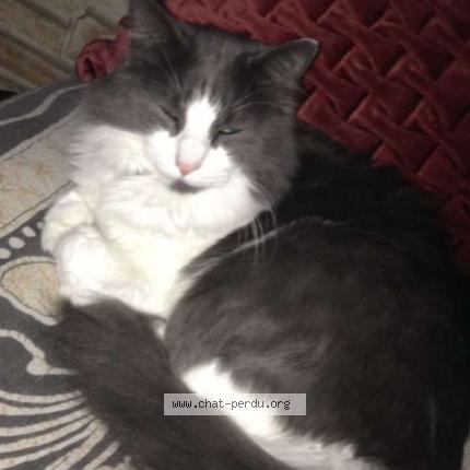 Photo de chat perdu à Macon
