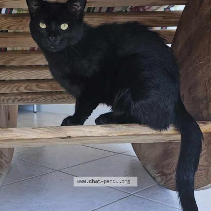 Photo 1/1 Chat retrouvé Perdu à Roques