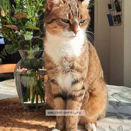 Photo de chat perdu à Niort