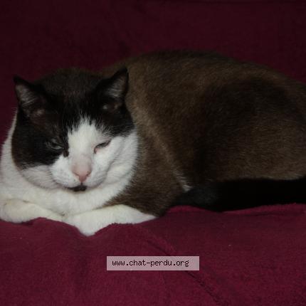 Photo 1/1 Chat retrouvé Perdu à Les avenieres