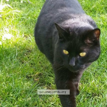 Photo de chat perdu à Montreuil