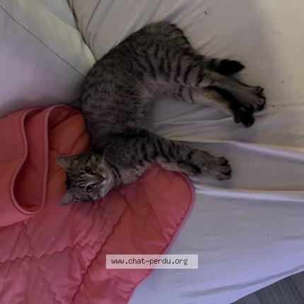 Photo de chat trouvé à Angers