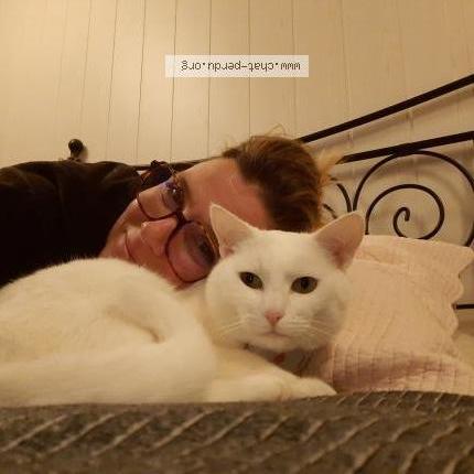 Photo 1/1 Chat retrouvé Perdu à Cuiseaux