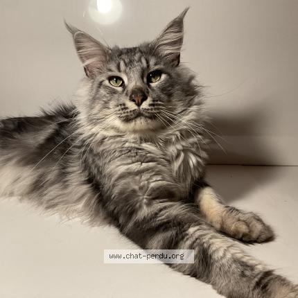 Photo 1/1 Chat retrouvé Perdu à Marolles Sur Seine