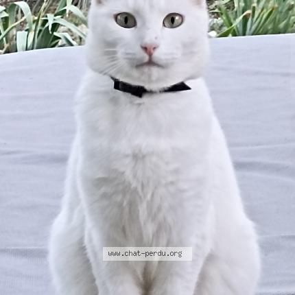 Photo 1/1 Tiwi Chat perdu à Nimes